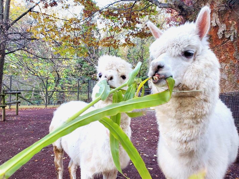 地産地消飼料プロジェクト始動！